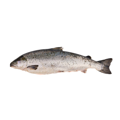 Salmon Whole 4/5
