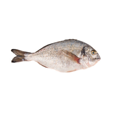 Seabream 400/500