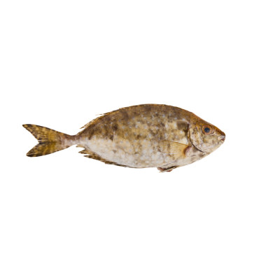 Safi