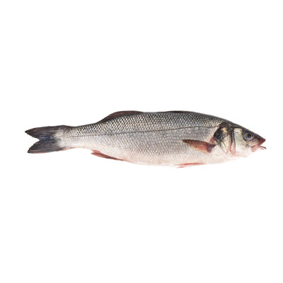European Seabass 400/600