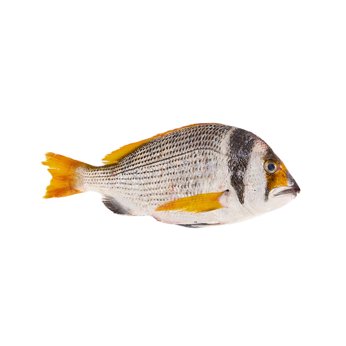 Fasker