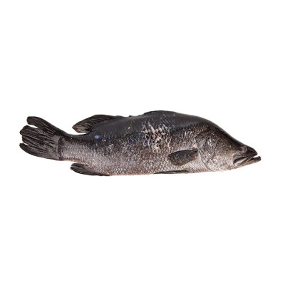 Seabass Local