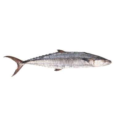 Kingfish