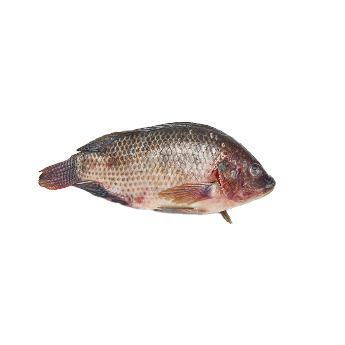 Tilapia