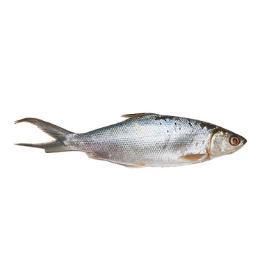 Milkfish