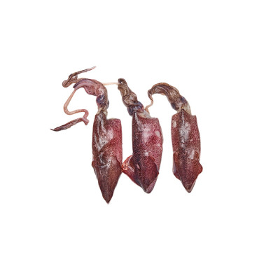 Squid Whole